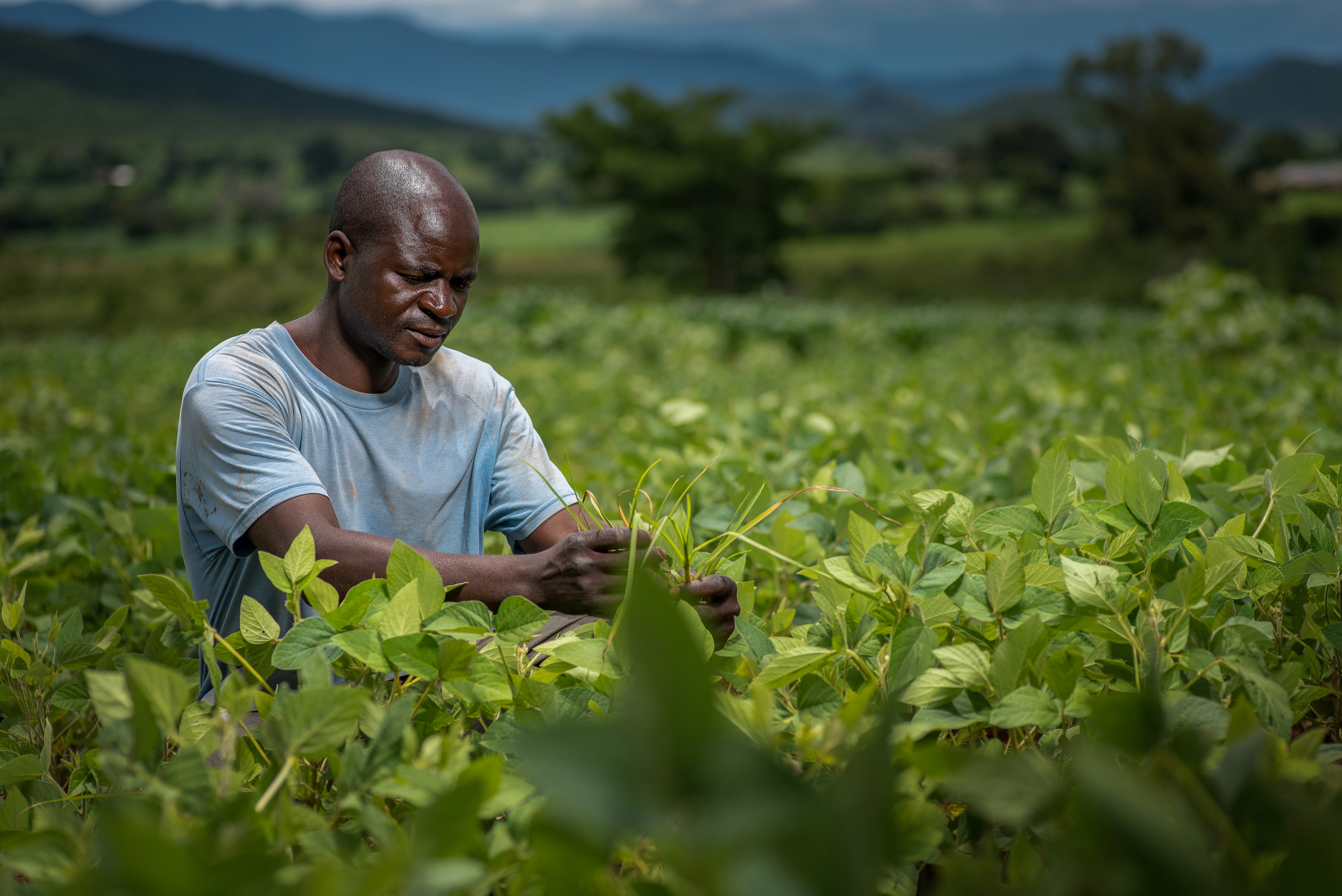 How Bungoma Farmers Are Using Group Power to Boost Profits